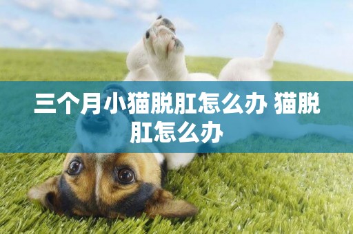 三個月小貓脫肛怎么辦 貓脫肛怎么辦