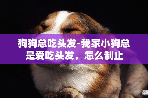 狗狗總吃頭發-我家小狗總是愛吃頭發，怎么制止