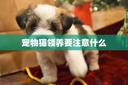 寵物貓領養要注意什么