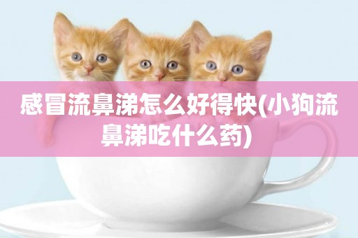 感冒流鼻涕怎么好得快(小狗流鼻涕吃什么藥) 