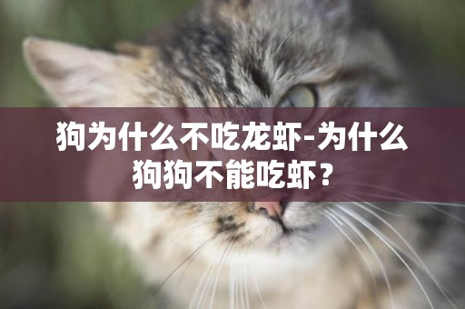狗為什么不吃龍蝦-為什么狗狗不能吃蝦？