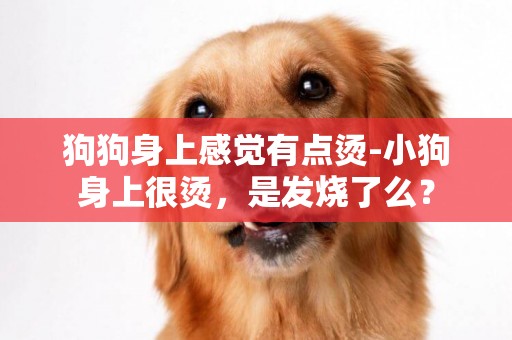 狗狗身上感覺有點燙-小狗身上很燙，是發燒了么？