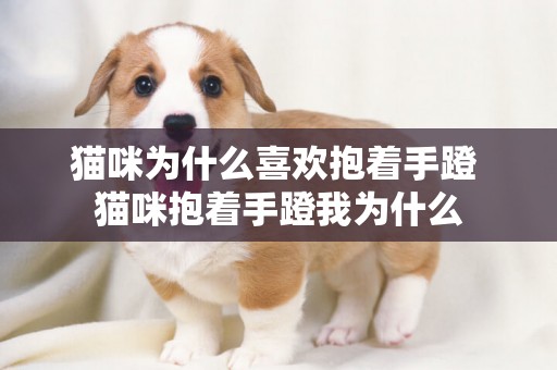 貓咪為什么喜歡抱著手蹬 貓咪抱著手蹬我為什么