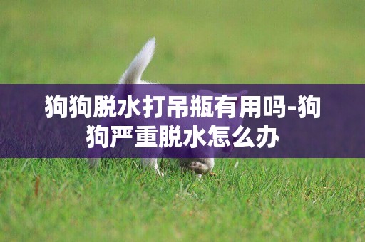 狗狗脫水打吊瓶有用嗎-狗狗嚴重脫水怎么辦