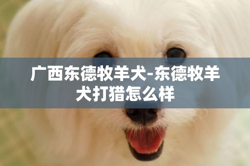 廣西東德牧羊犬-東德牧羊犬打獵怎么樣