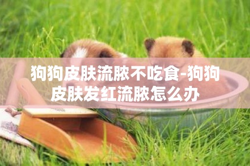 狗狗皮膚流膿不吃食-狗狗皮膚發紅流膿怎么辦