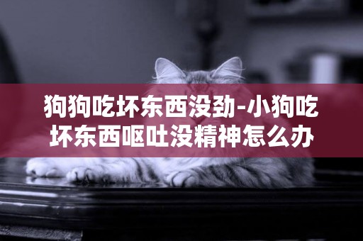 狗狗吃壞東西沒勁-小狗吃壞東西嘔吐沒精神怎么辦