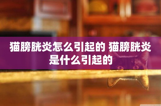 貓膀胱炎怎么引起的 貓膀胱炎是什么引起的
