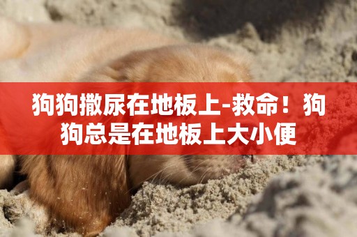 狗狗撒尿在地板上-救命！狗狗總是在地板上大小便