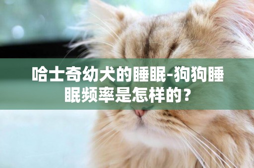 哈士奇幼犬的睡眠-狗狗睡眠頻率是怎樣的？