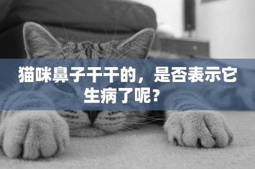 貓咪鼻子干干的，是否表示它生病了呢？ 