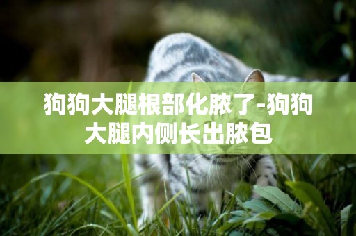 狗狗大腿根部化膿了-狗狗大腿內側長出膿包