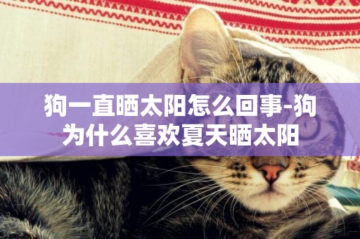狗一直曬太陽怎么回事-狗為什么喜歡夏天曬太陽