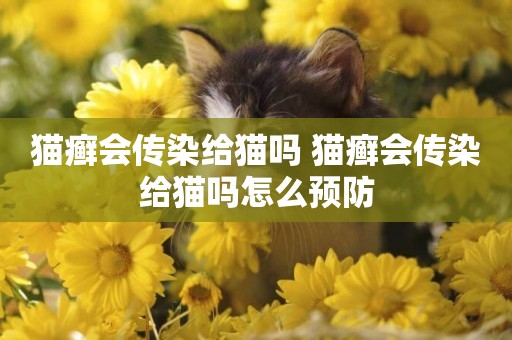 貓癬會傳染給貓嗎 貓癬會傳染給貓嗎怎么預防