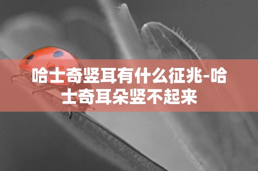 哈士奇豎耳有什么征兆-哈士奇耳朵豎不起來