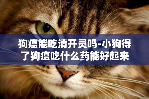 狗瘟能吃清開靈嗎-小狗得了狗瘟吃什么藥能好起來