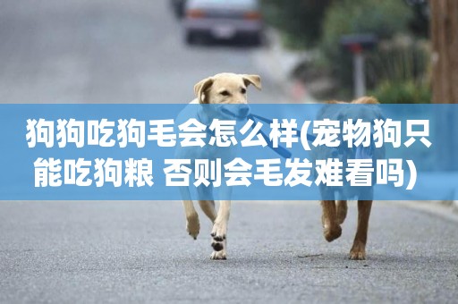 狗狗吃狗毛會怎么樣(寵物狗只能吃狗糧 否則會毛發難看嗎) 