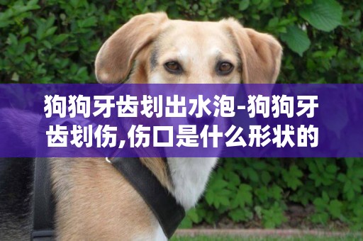 狗狗牙齒劃出水泡-狗狗牙齒劃傷,傷口是什么形狀的