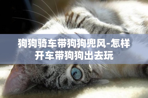 狗狗騎車帶狗狗兜風-怎樣開車帶狗狗出去玩