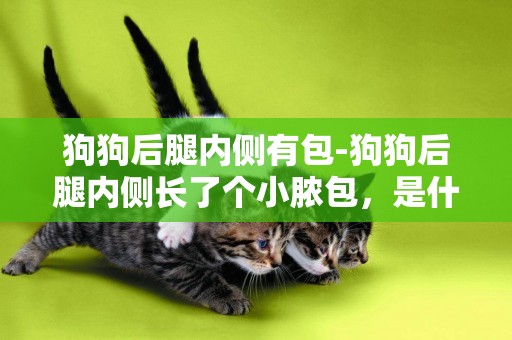 狗狗后腿內側有包-狗狗后腿內側長了個小膿包，是什么情況