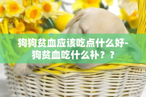 狗狗貧血應該吃點什么好-狗貧血吃什么補？？