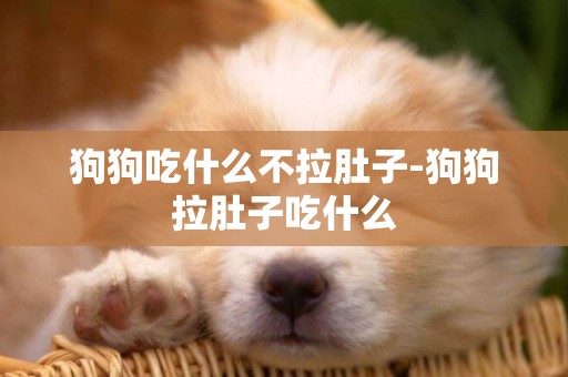 狗狗吃什么不拉肚子-狗狗拉肚子吃什么