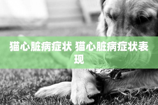 貓心臟病癥狀 貓心臟病癥狀表現