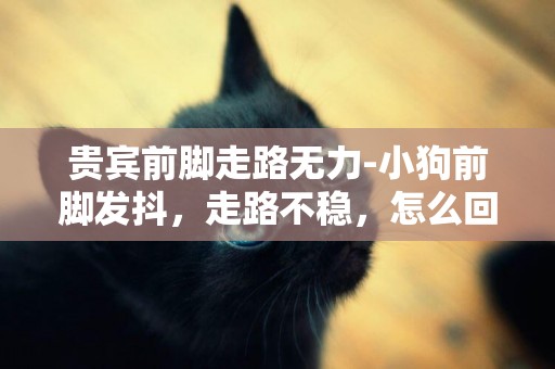 貴賓前腳走路無力-小狗前腳發抖，走路不穩，怎么回事？