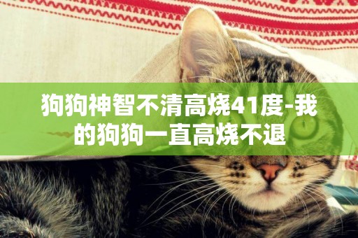 狗狗神智不清高燒41度-我的狗狗一直高燒不退