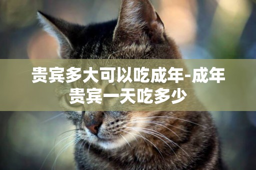 貴賓多大可以吃成年-成年貴賓一天吃多少