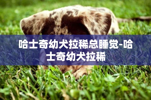 哈士奇幼犬拉稀總睡覺-哈士奇幼犬拉稀