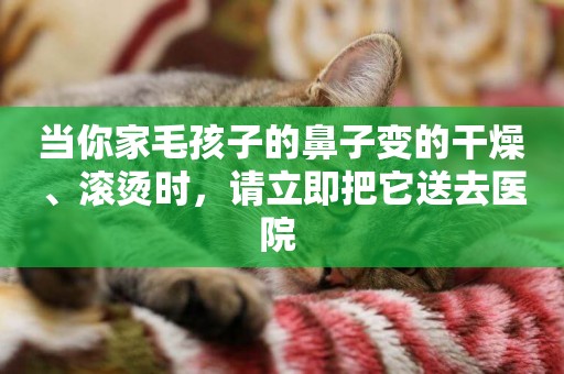 當你家毛孩子的鼻子變的干燥、滾燙時，請立即把它送去醫院 