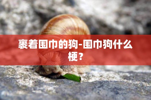 裹著圍巾的狗-圍巾狗什么梗？