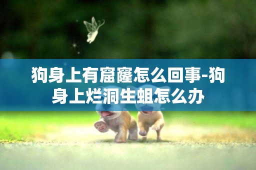 狗身上有窟窿怎么回事-狗身上爛洞生蛆怎么辦