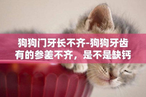狗狗門牙長不齊-狗狗牙齒有的參差不齊，是不是缺鈣的表現呢？