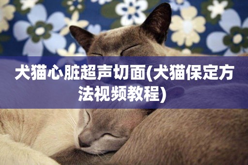 犬貓心臟超聲切面(犬貓保定方法視頻教程) 