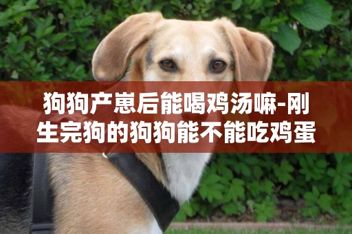 狗狗產崽后能喝雞湯嘛-剛生完狗的狗狗能不能吃雞蛋