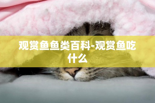 觀賞魚魚類百科-觀賞魚吃什么
