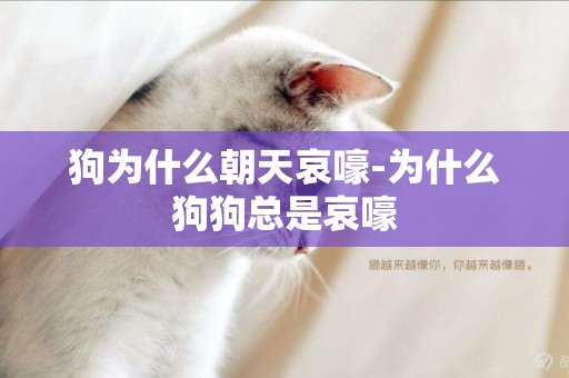 狗為什么朝天哀嚎-為什么狗狗總是哀嚎