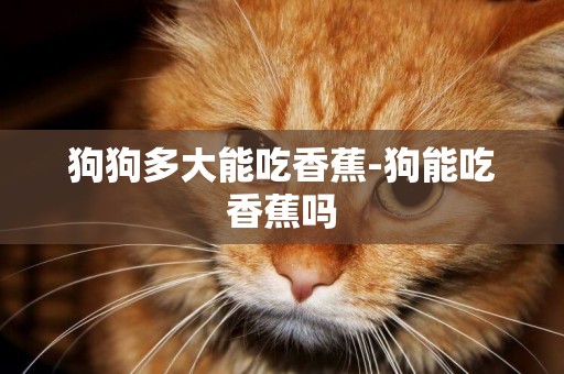 狗狗多大能吃香蕉-狗能吃香蕉嗎