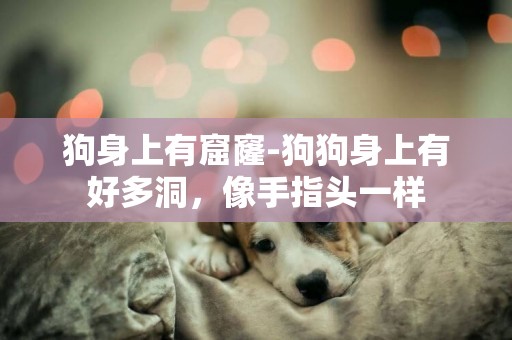 狗身上有窟窿-狗狗身上有好多洞，像手指頭一樣