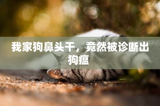 我家狗鼻頭干，竟然被診斷出狗瘟 