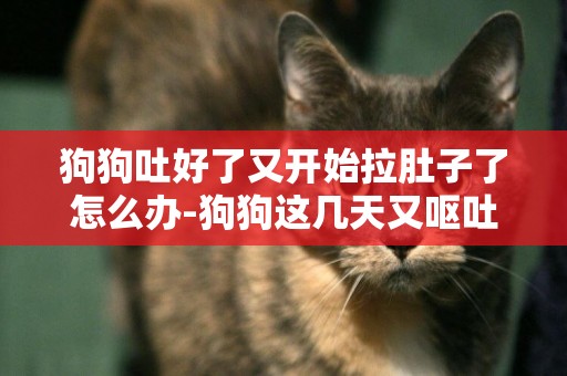 狗狗吐好了又開始拉肚子了怎么辦-狗狗這幾天又嘔吐又拉稀怎么辦？