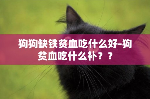 狗狗缺鐵貧血吃什么好-狗貧血吃什么補？？