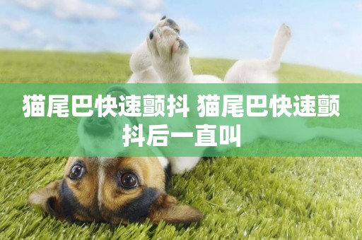 貓尾巴快速顫抖 貓尾巴快速顫抖后一直叫