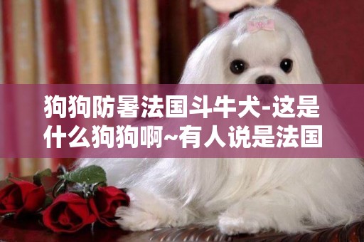 狗狗防暑法國斗牛犬-這是什么狗狗啊~有人說是法國斗牛犬