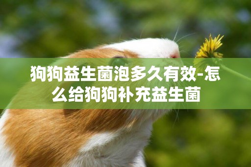 狗狗益生菌泡多久有效-怎么給狗狗補充益生菌