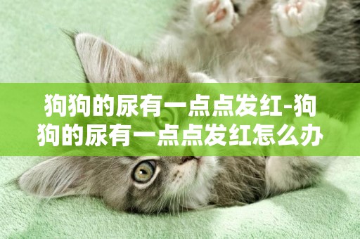 狗狗的尿有一點點發紅-狗狗的尿有一點點發紅怎么辦
