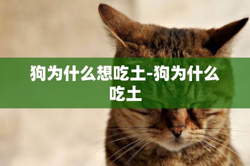狗為什么想吃土-狗為什么吃土