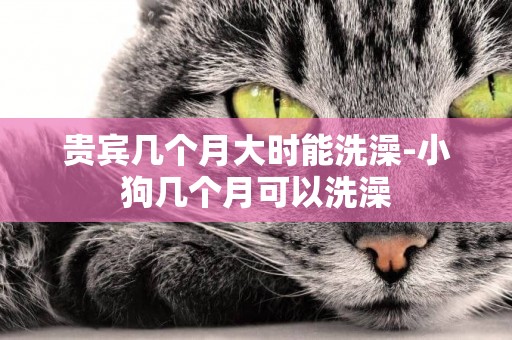 貴賓幾個月大時能洗澡-小狗幾個月可以洗澡